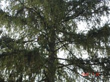 dsc05306
